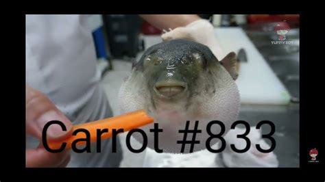 Puffer Fish Eating A Carrot 833 Youtube