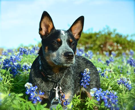Blue Heeler Puppy In The Texas Bluebonnets Blue Heeler Puppies