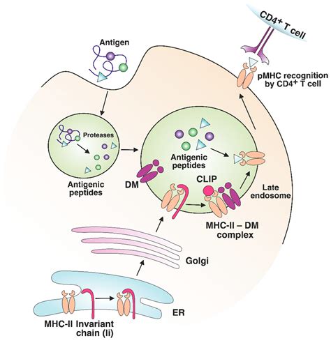 Cells Free Full Text Mhc Class Ii Presentation In Autoimmunity