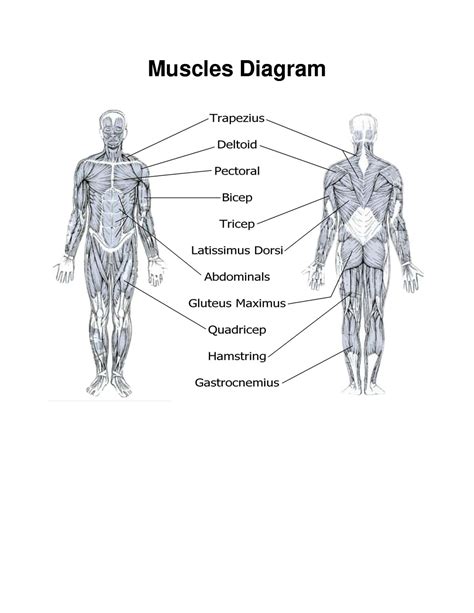 Muscle Anatomy Printout