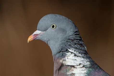 Check spelling or type a new query. 300+ Gambar Burung Merpati Untuk Wallpaper HD Paling Keren ...