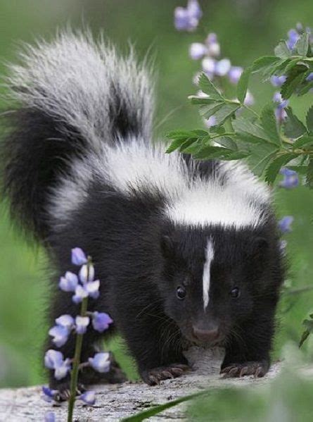 Pin By Diane On ~the Enchanted Wind~ Baby Skunks Cute Animals