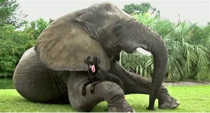 Animated Elephant Elephants Gifs Animation Animal Animals
