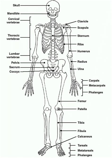 These bones work together to provide. Human Skeleton Diagram Unlabeled . Human Skeleton Diagram ...