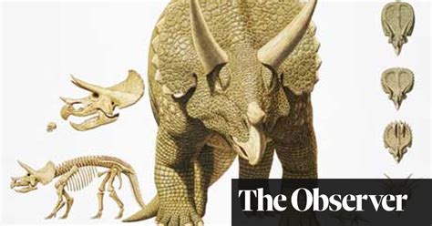 Dinosaur Directory Triceratops Dinosaurs The Guardian