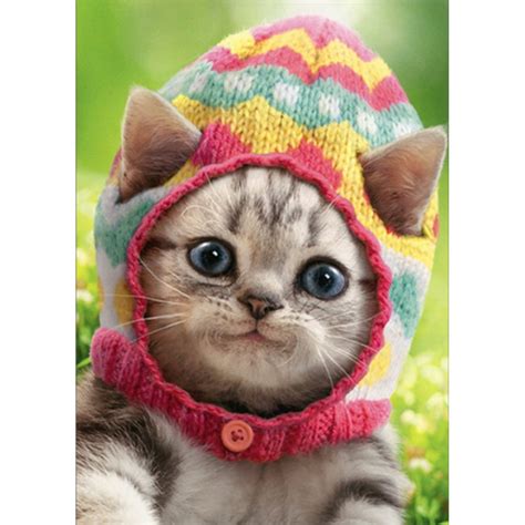 Avanti Press Kitten Wears Knit Egg Cap Cute Cat Easter Card Walmart