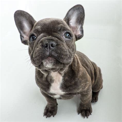 Meet fletcher, one of our adorable french bulldog puppies for sale. French Bulldog Puppy - Frenchie "Izzie" | Bulldog, French ...