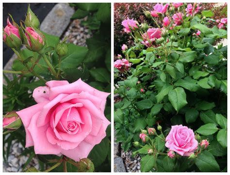 Garden Roses Dreamery Events