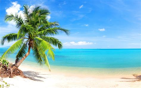 Palm Tree On Tropical Beach Hd Wallpaper Background