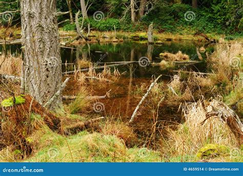 Rain Forest Pond Stock Photo Image Of Forests Islands 4659514