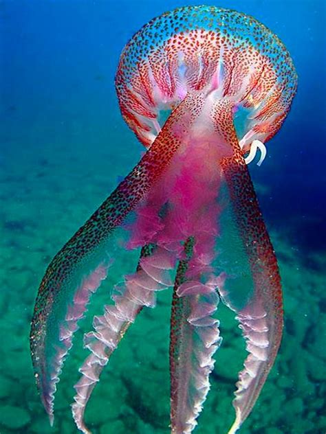 A Jellyfish Swimming In The Ocean With Its Head Turned Towards The Camera