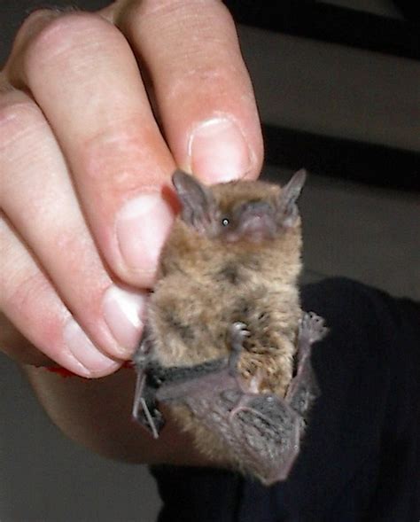 It may be possible to get a special permit, but it is unlikely. Pet Bat | Flickr - Photo Sharing!