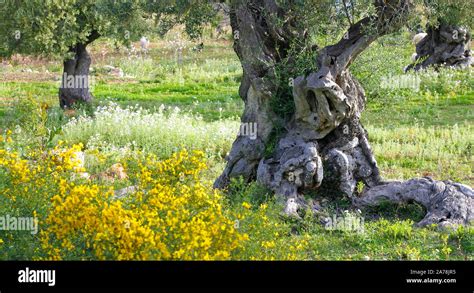 Landschaft Olivenbaum Hi Res Stock Photography And Images Alamy