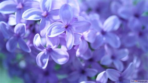 Purple Lilacs Hd Wallpaper Download