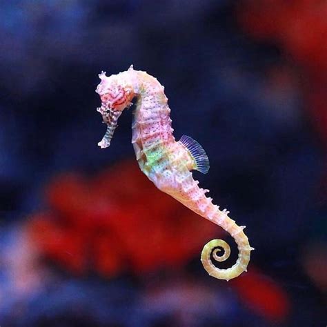 Look At This Beautiful Seahorse Fishoftheweek Scientific Name