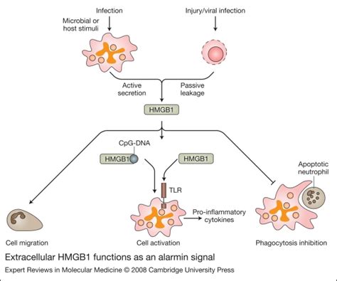 Extracellular Hmgb Functions As An Alarmin Signal Hmgb Is Actively Download Scientific