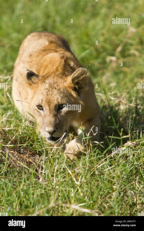 Young Lion Stalking For Prey Stock Photo Alamy