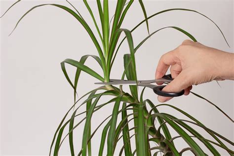How To Prune Dracaena Marginata Step By Step Guide At Home With Hues