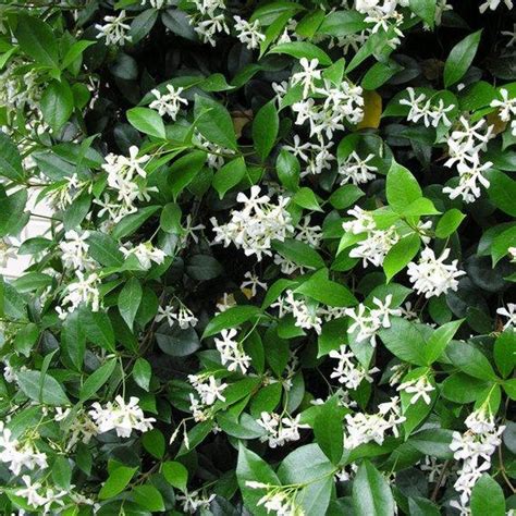 Star Jasmine Trachelospermum Jasminoides 1 Plant 1 Feet Tall Ship In 6