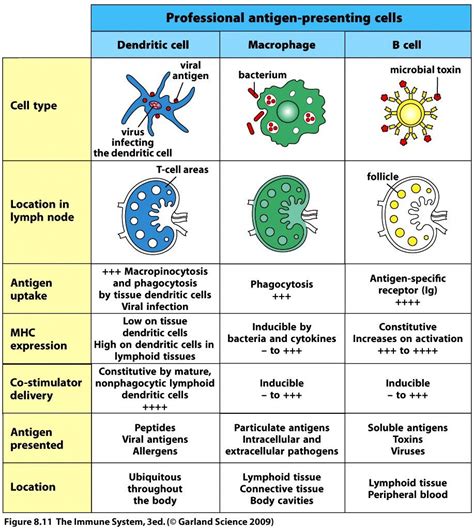 Identify The Antigen Presenting Cells Quizlet Michael Miller