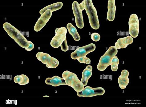 Computer Illustration Of Clostridium Perfringens These Are Gram