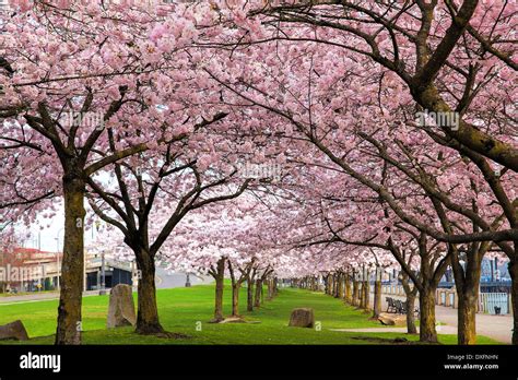 Rows Of Japanese Cherry Blossom Trees In Bloom At Portland Oregon