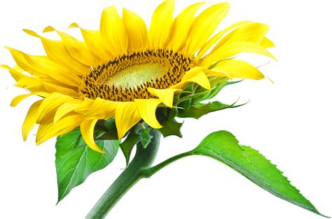 Sunflower Png Images Transparent Free Download