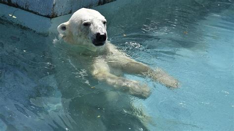 Oso Polar En Japón Come Helado Mientras Se Baña Para Aliviar El Calor