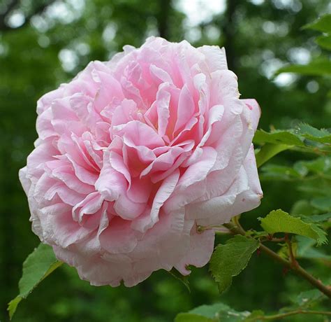 Belindas Dream Rose The Landscape Of Us Disease Resistant Roses