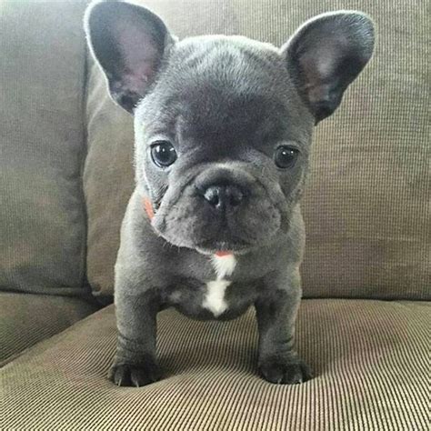 Blue Puppy French Bulldog Puppies Blue Puppy Pug Pets Lovers