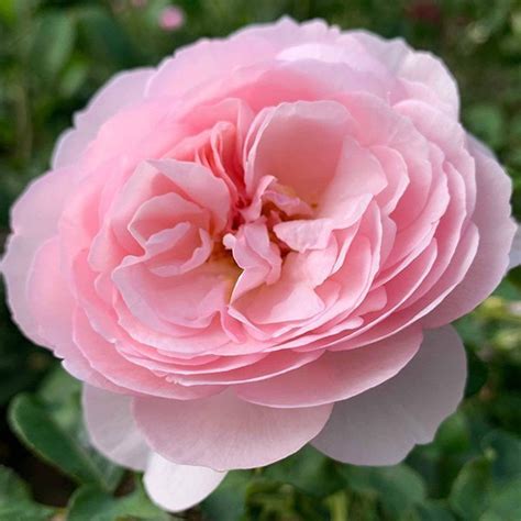 Buy Heritage Rose Bush From Trevor White Roses Old Rose Specialist