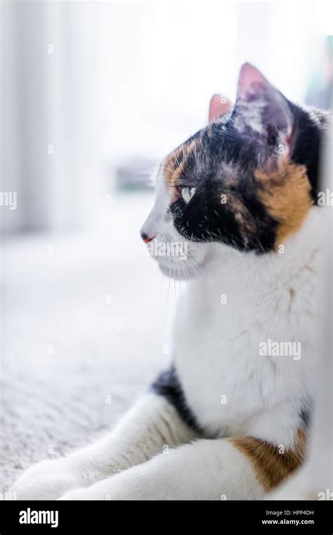 Profile Of Calico Cat Lying Down In White Sun Light Stock Photo Alamy