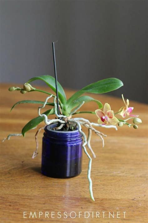 Beginner Tips For Growing Orchids Indoors As Houseplants Growing