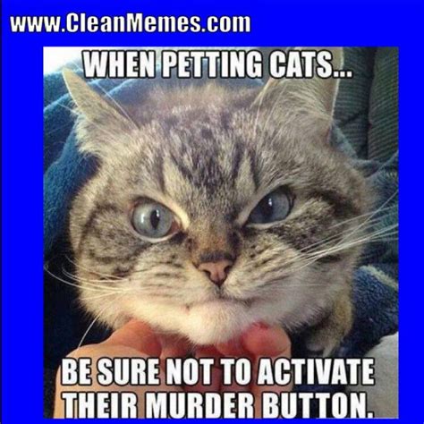Grasp The Marvelous Funny Cat Memes Army Hilarious Pets Pictures