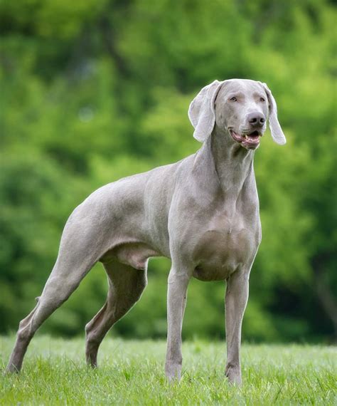 German Dog Breeds The Greatest German Pet Pooches