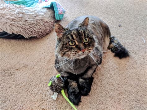 FeralCatFriend on Twitter: "Baby update: She's looking and acting like