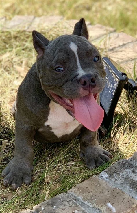 Suburban bullies is located about 30 miles north of dallas, texas within the beautiful city limits of mckinney, texas. American Bully Puppies For Sale | San Antonio, TX #304795