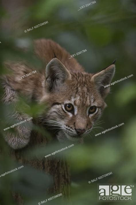Eurasian Lynx Eurasischer Luchs Lynx Lynx Playful Cute Cub