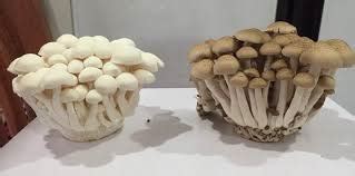 Sup cendawan butang ala itali (italian cream of mushroom). Cara Buat Sup Cendawan Yang Sedap Dan Menyelerakan ...