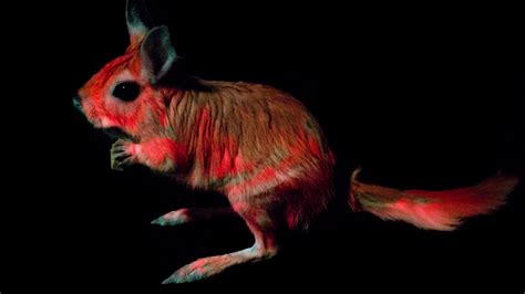 Meet The Newest Member Of The Fluorescent Mammal Club The New York Times