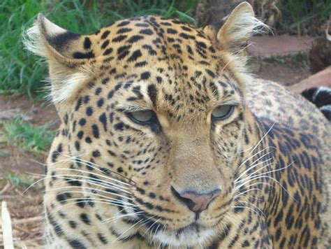 India At Least Four Leopards Per Week Lost To Illegal Wildlife Trade