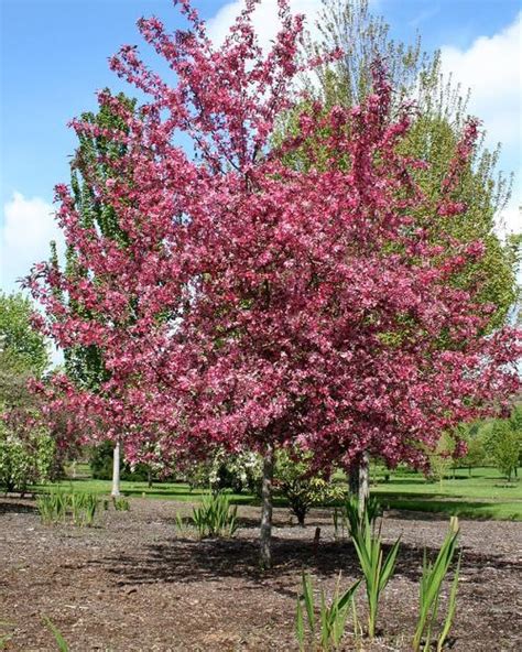 Crabapples (malus) are the most stunning of spring flowering trees for midwest landscapes and are a great choice for the home garden. Royal Raindrops Crabapple
