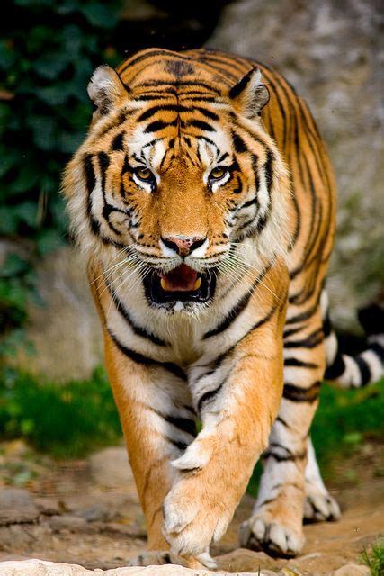 Tiger Wild Animal Wallpaper Wild Animals Photography
