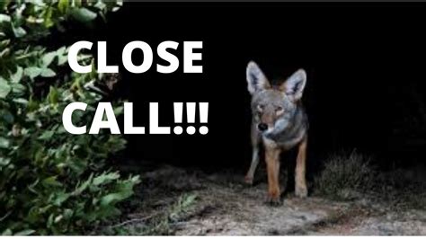 Coyote Close Call Youtube