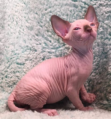 Pin By Taylor On Kittens Cutest Kittens Cutest Sphynx Kittens For