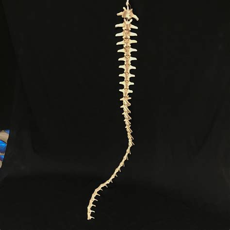 Stunning Alligator Tail Articulated Bones Available At Natur