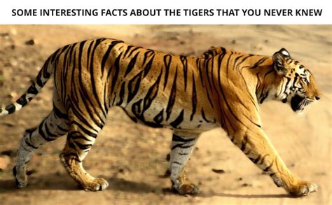 Interesting Facts About Tigers That You Never Knew