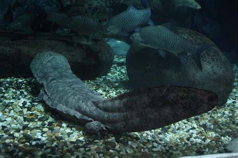 15 Facts About The Chinese Giant Salamander The Critter Hideout