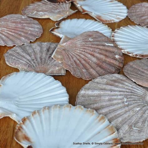 Scallop Shells Buy Online Empty And Clean Shells Simply Oysters