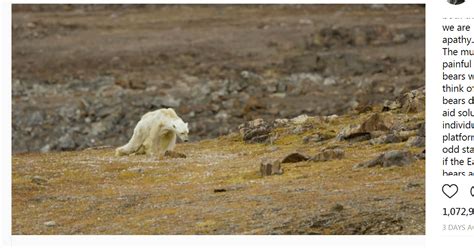 National Geographic Photographer Shares Emotional Video Of Dying Polar Bear